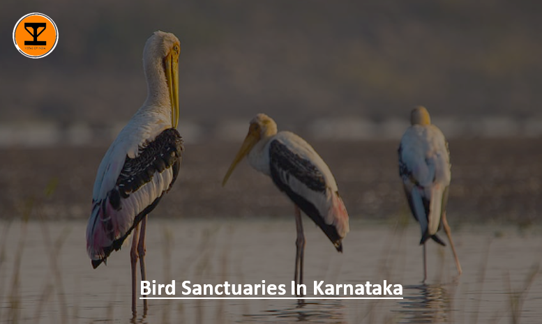 01 Birds Karnataka