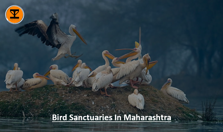 01 Birds Maharashtra