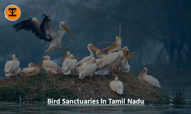 01 Birds Tamil Nadu
