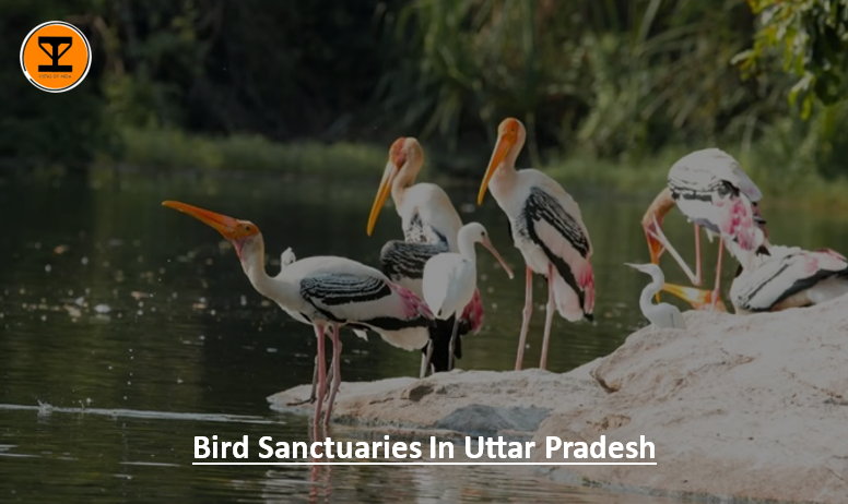 01 Birds Uttar