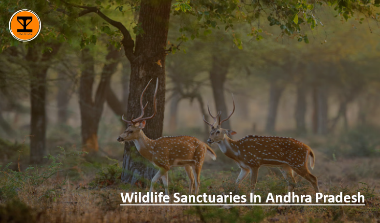 01 Wildlife Andhra