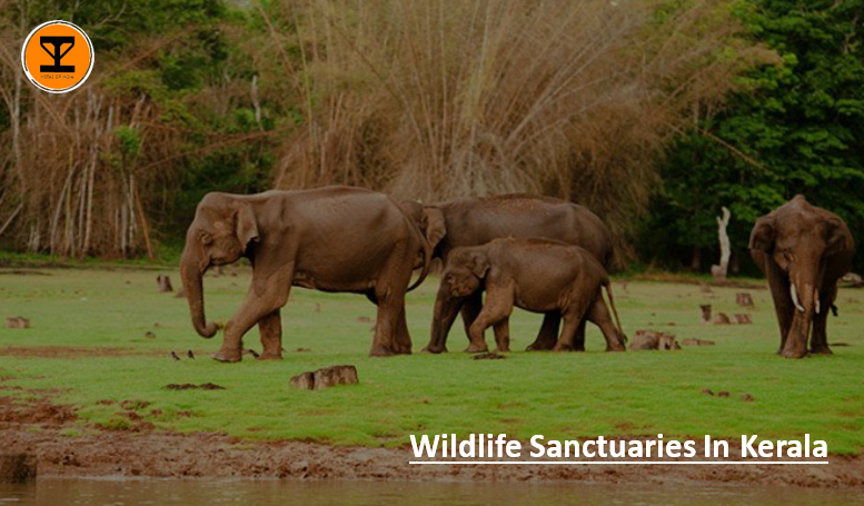 01 Wildlife Kerala