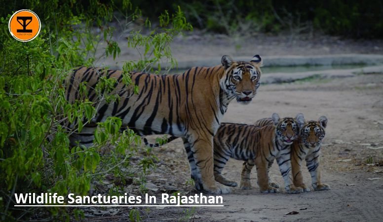 01 Wildlife Rajasthan