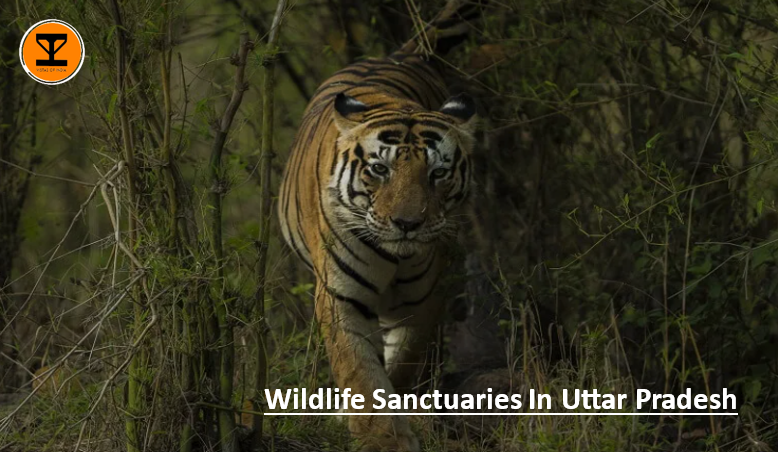 01 Wildlife Uttar