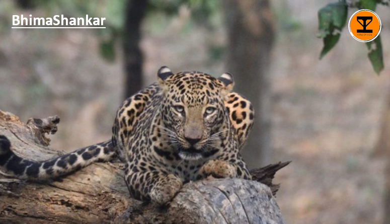 1 BhimaShankar Wildlife Sanctuary