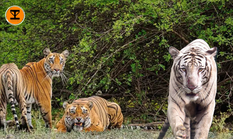 1 Buxa Tiger Reserve
