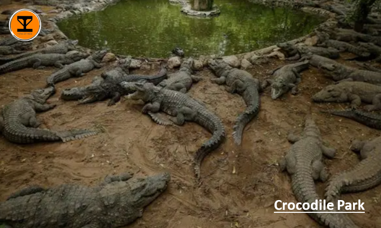 1 Crocodile Park