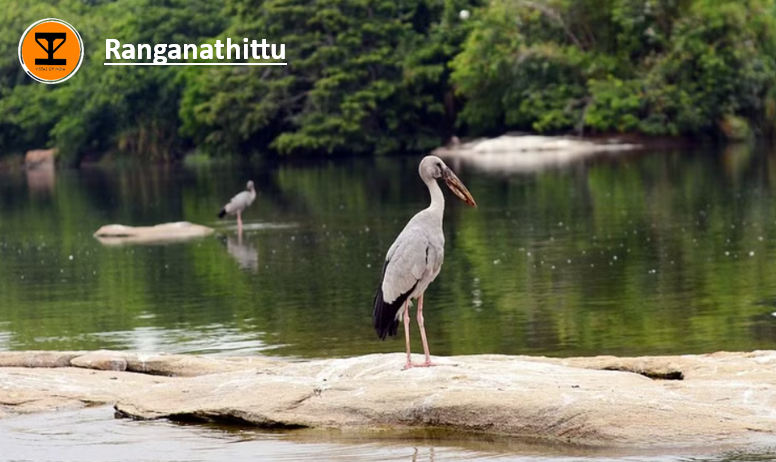 1 Ranganathittu Bird