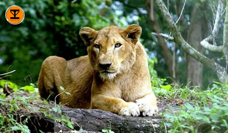 15 Neyyar Wildlife Sanctuary