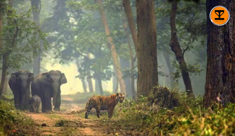 2 Kishanpur Wildlife Sanctuary