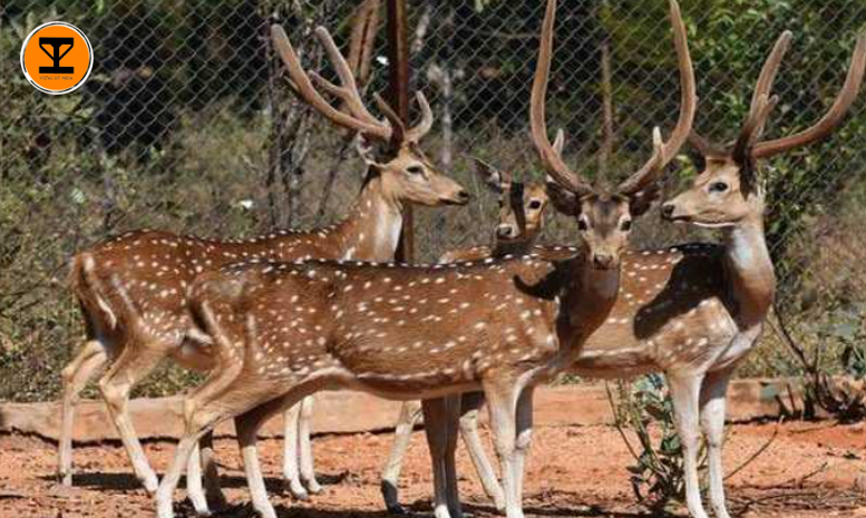 2 Shamirpet Deer Park
