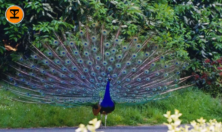 3 Bankapura Peacock
