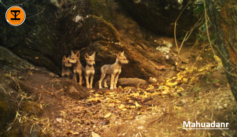 3 Mahuadanr Wolf Sanctuary