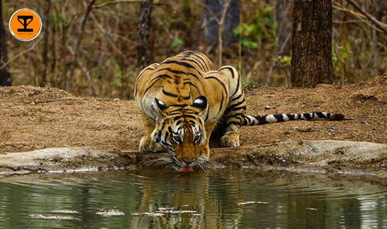 3 Pench National Park