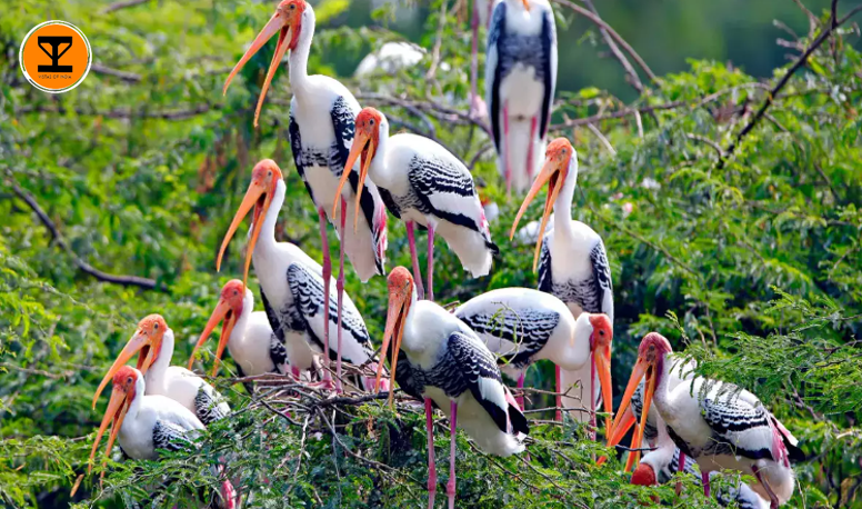 3 Vadhvana Bird Sanctuary