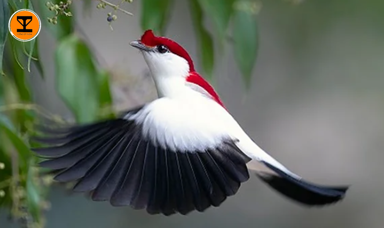 4 Bird Sanctuary Palava
