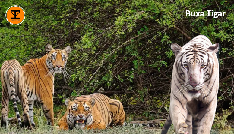 4 Buxa Tiger Reserve