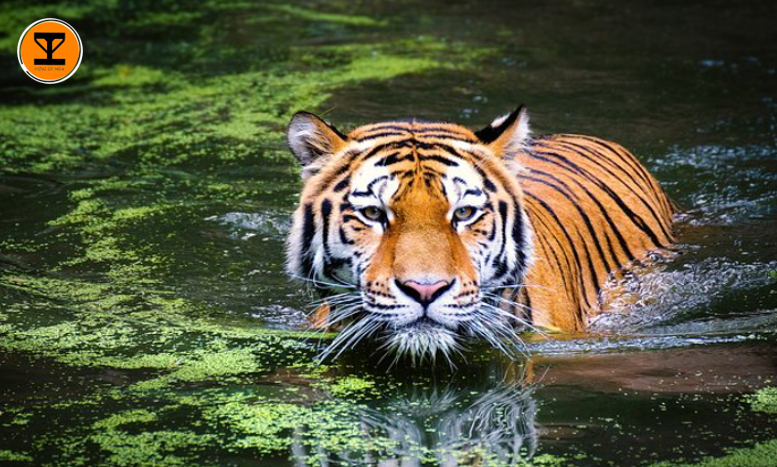 4 Kali Tiger Reserve