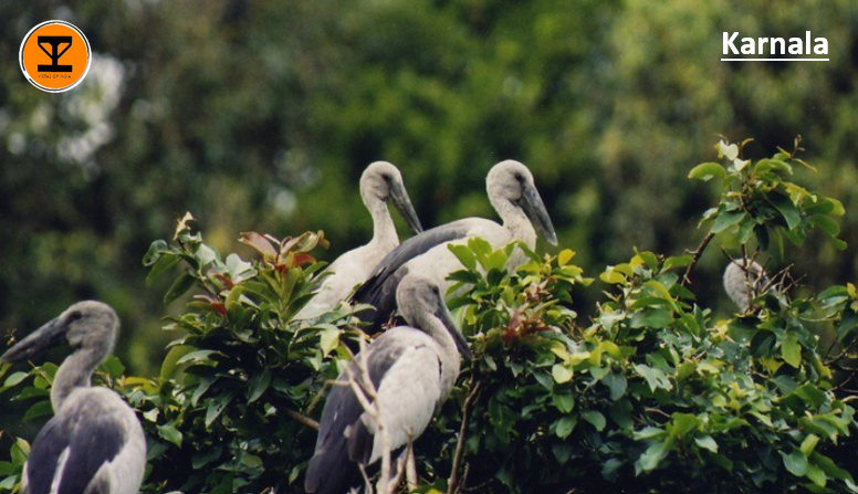 4 Karnala Bird Sanctuary