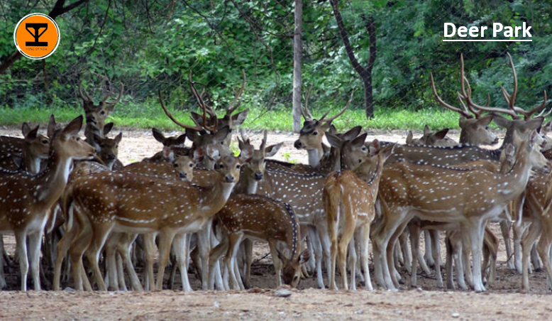 5 Deer Park Hisar