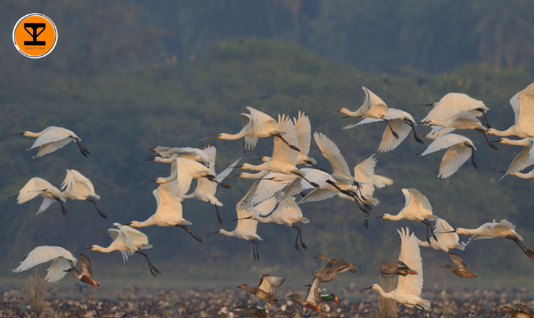 5 Patna Bird Sanctuary