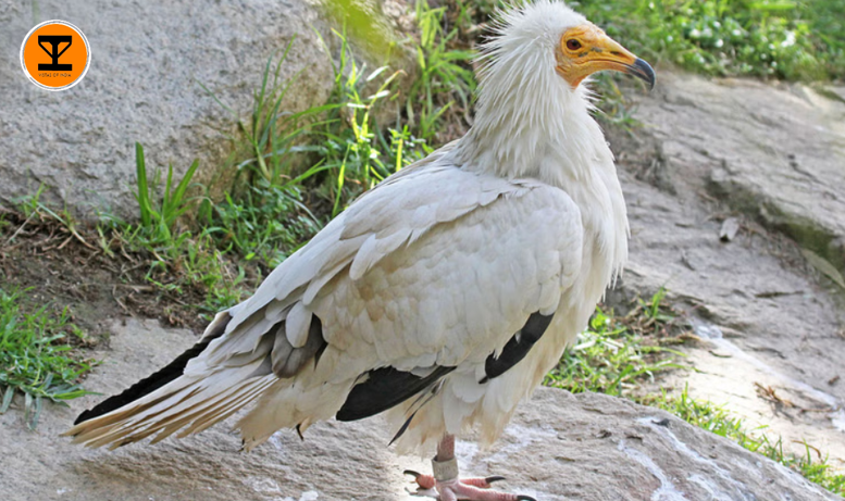 5 Ramanagara Vulture