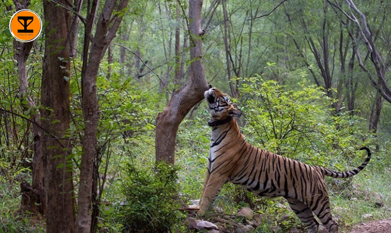 5 Sariska Tiger Reserve