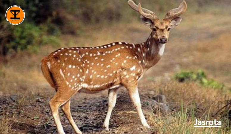 6 Jasrota Wildlife Sanctuary