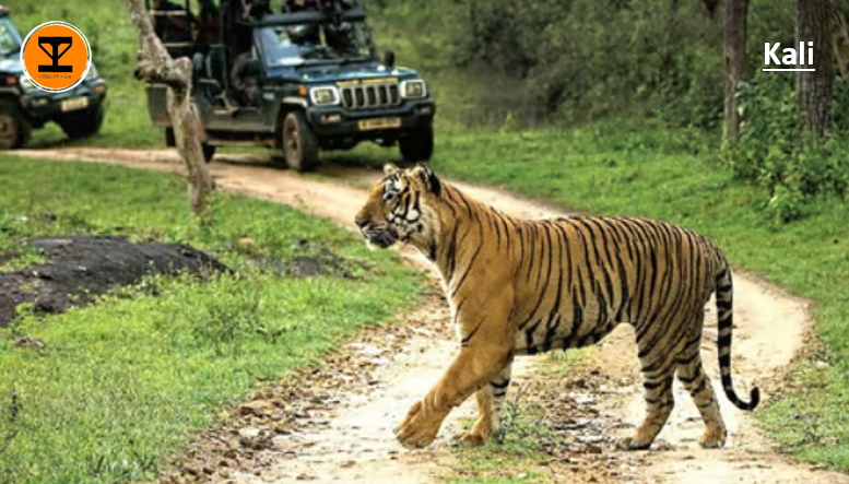 6 Kali Tiger Reserve