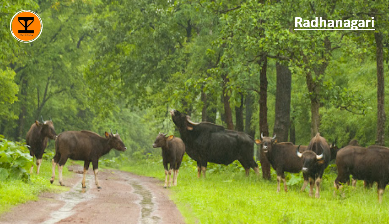 7 Radhanagari Bison Sanctuary