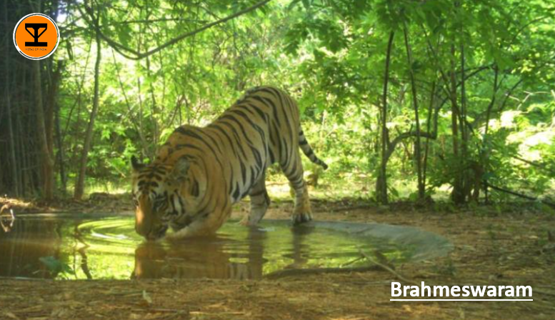 8 Gundla Brahmeswaram Wildlife