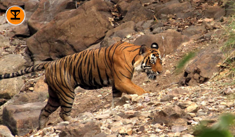 8 Ramgarh Vishdhari Wildlife Sanctuary