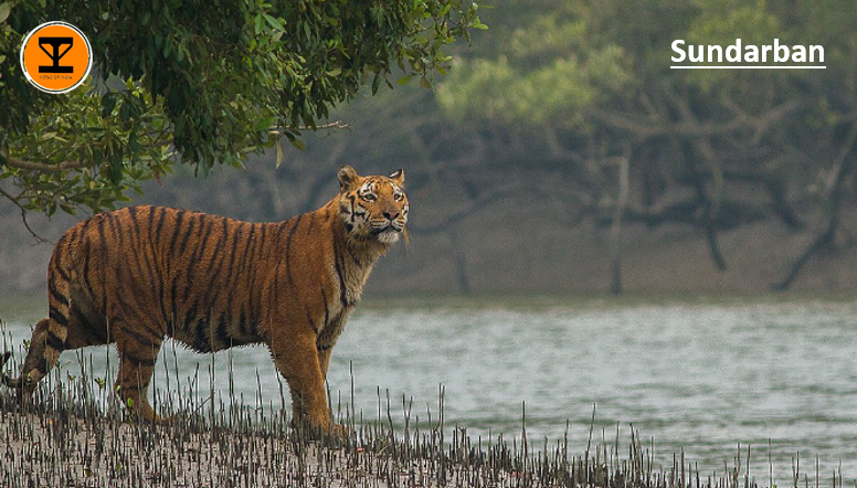 8 Sundarban National Park