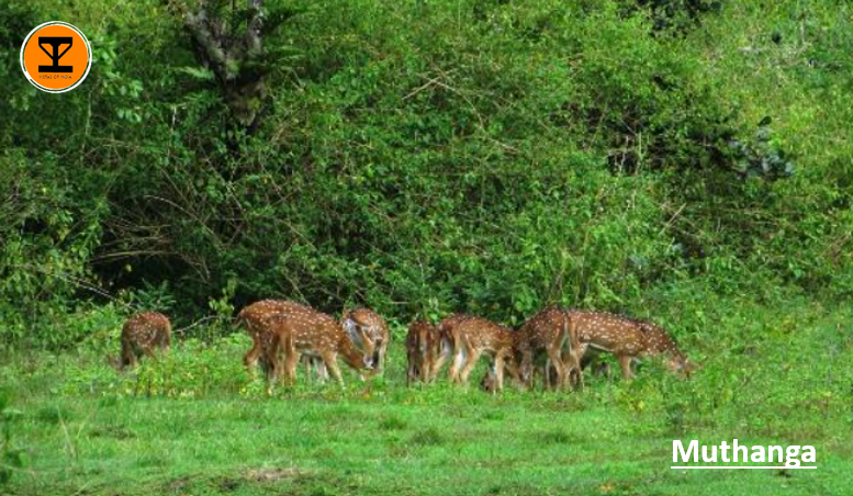 9 Muthanga Wildlife Sanctuary